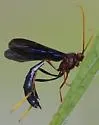 Therion texanum