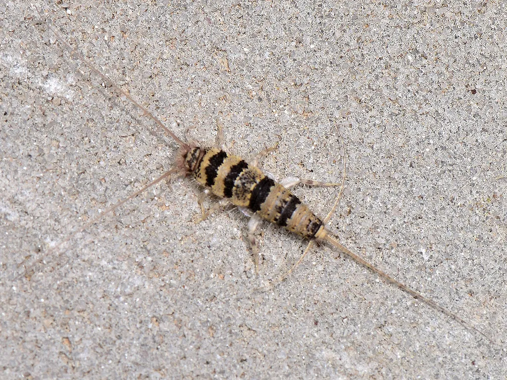 Egyptian Firebrat