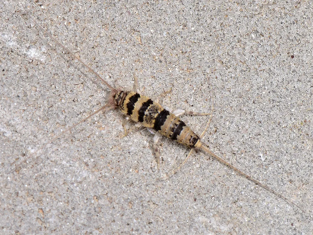 Egyptian Firebrat - photo 2