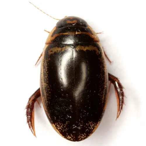 Thermonectus basillaris - photo 2