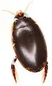 Thermonectus intermedius - photo 2