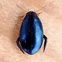 Thermonectus intermedius - photo 4