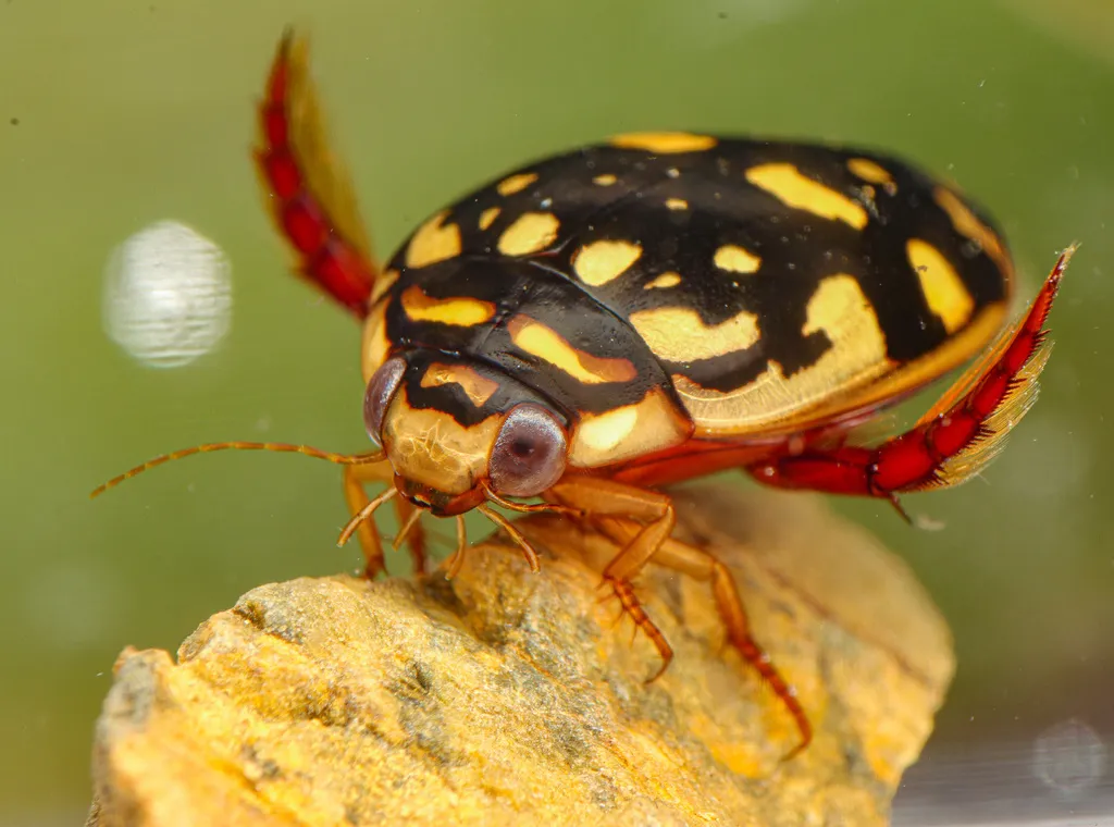 Sunburst Diving Beetle - photo 3