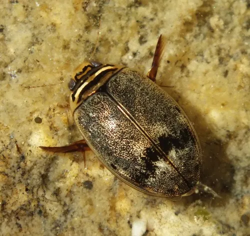 Thermonectus nigrofasciatus - photo 2