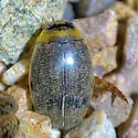 Thermonectus sibleyi