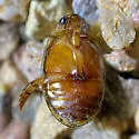 Thermonectus sibleyi - photo 2