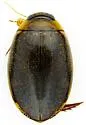 Thermonectus sibleyi - photo 3