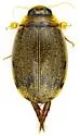 Thermonectus sibleyi - photo 4