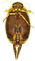Thermonectus sibleyi - photo 5