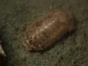 Socorro Isopod
