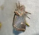 Theroa zethus - Hodges#8000 - photo 2
