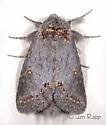 Theroa zethus - Hodges#8000 - photo 3