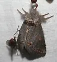 Theroa zethus - Hodges#8000 - photo 4