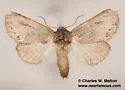 Theroa zethus - Hodges#8000 - photo 5