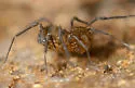 Theromaster brunneus
