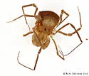 Theromaster brunneus - photo 2
