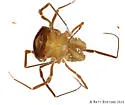 Theromaster brunneus - photo 3