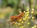 Theronia atalantae