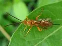 Theronia atalantae - photo 2