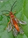Theronia atalantae - photo 3