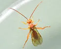 Theronia atalantae - photo 4