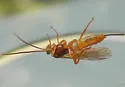 Theronia atalantae - photo 5
