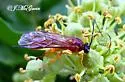 Theronia hilaris