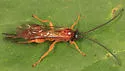 Theronia hilaris - photo 3