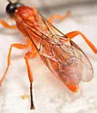 Theronia hilaris - photo 4