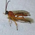 Theronia hilaris - photo 5