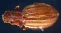 Ridge-winged Fungus Beetle