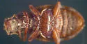 Ridge-winged Fungus Beetle - photo 2