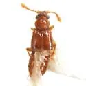 Thesiastes debilis