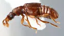 Thesiastes fossulatus - photo 3
