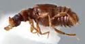 Thesiastes fossulatus - photo 4
