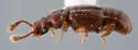 Thesiastes fossulatus - photo 5