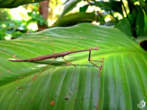 Thesprotia fuscipennis