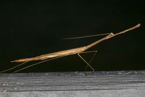 Grass-like Mantid