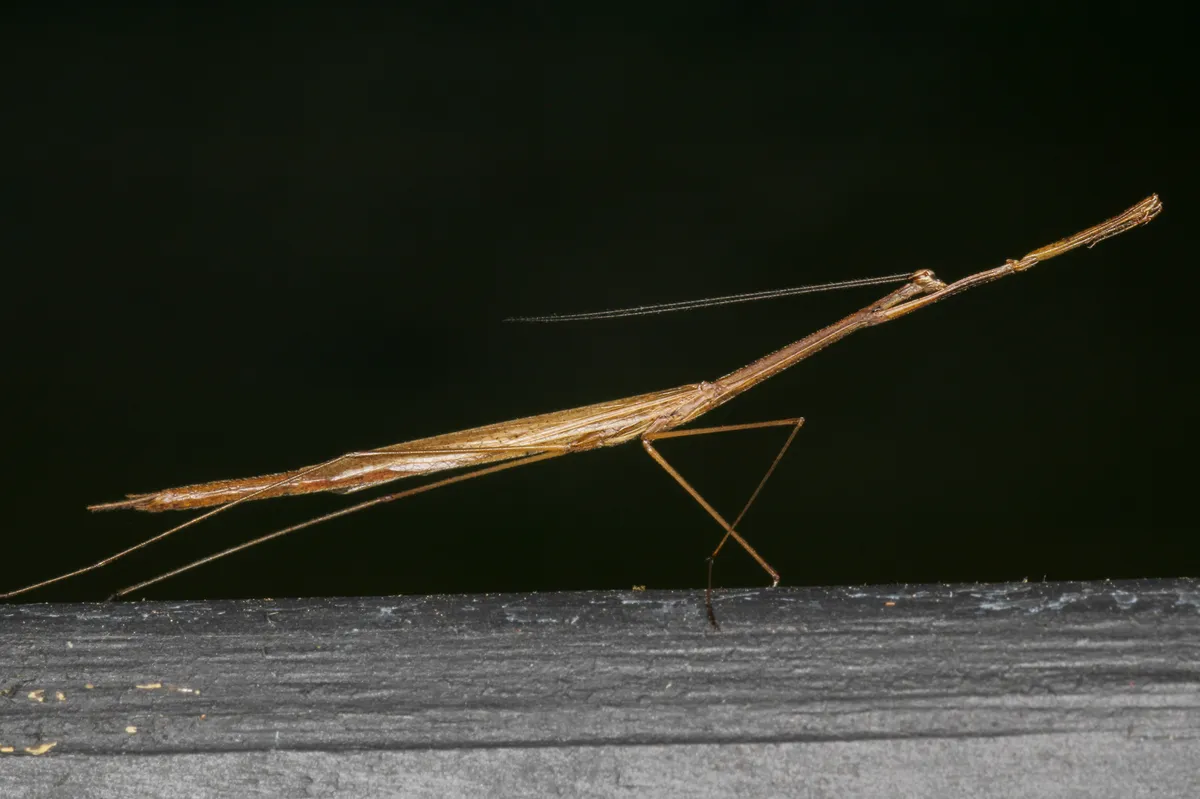 Grass-like Mantid - photo 3