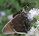 Jalapus Cloudywing - Hodges#3908 - Thessia jalapus