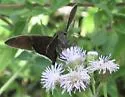 Jalapus Cloudywing - Hodges#3908 - photo 2