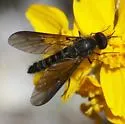 Thevenetimyia accedens