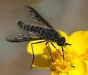 Thevenetimyia affinis