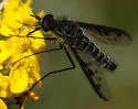 Thevenetimyia affinis - photo 2
