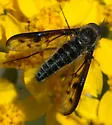 Thevenetimyia affinis - photo 3