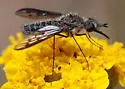 Thevenetimyia affinis - photo 4