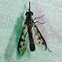Thevenetimyia affinis - photo 5