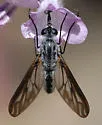 Thevenetimyia californica