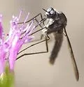 Thevenetimyia californica - photo 2