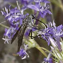 Thevenetimyia californica - photo 3